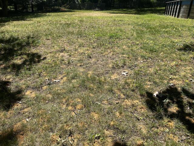 A Lot of Digger Bees