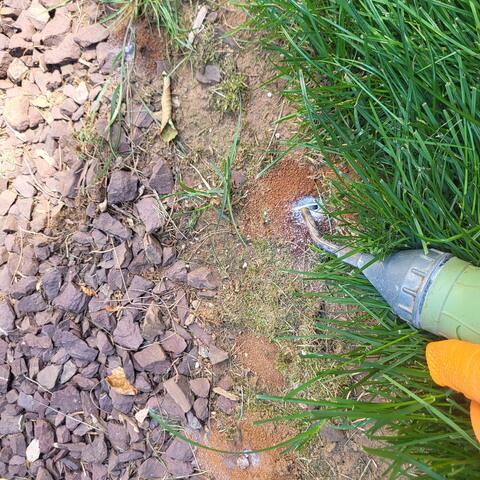 Digger Bees Spotted