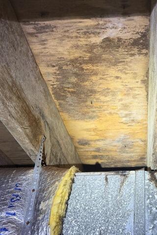 Mold Issues