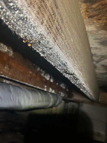 Mold Issues