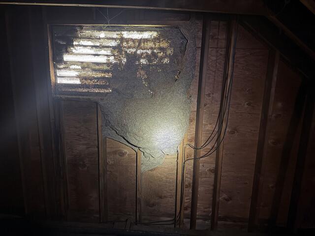 Squeezed Through the Gable Vent