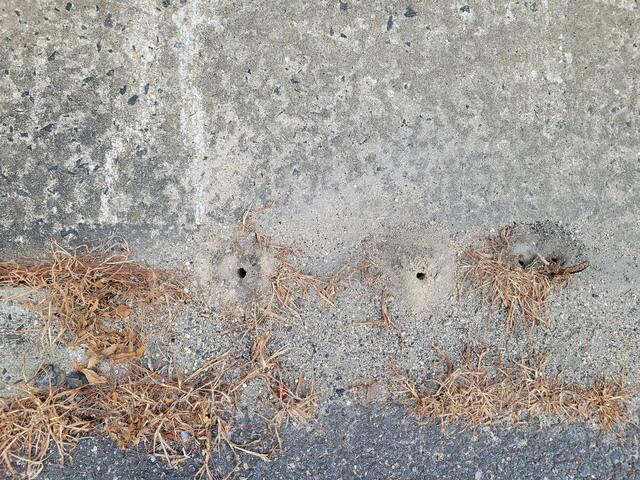 Elimination of the Cicada Killer Wasps