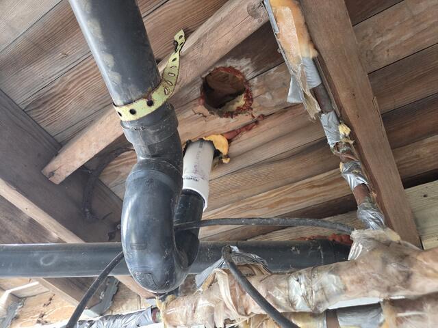Chewed & Tunneled Their Way Into the Basement