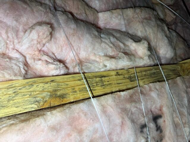 Mold Growth Inside of Crawl Space From Water Intrusion