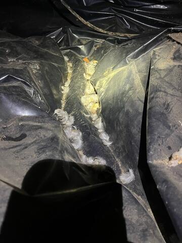 Debris From Rodents