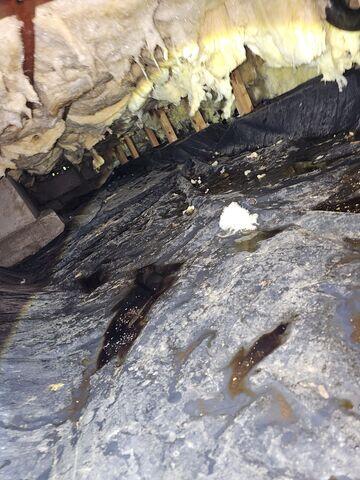 Very Gross Crawl Space