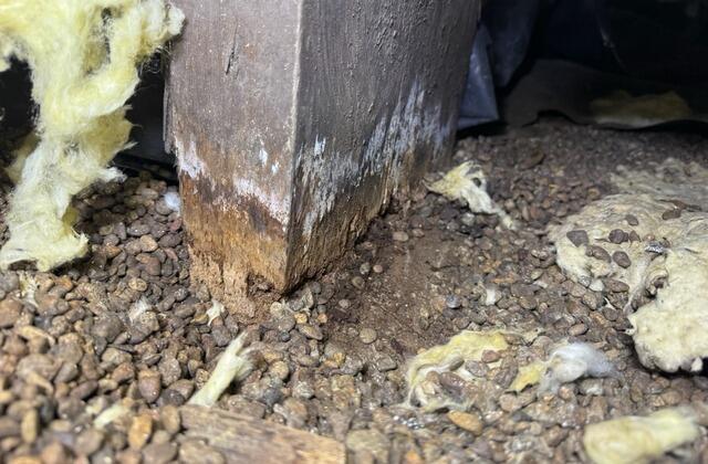 Rotting Wood Piers