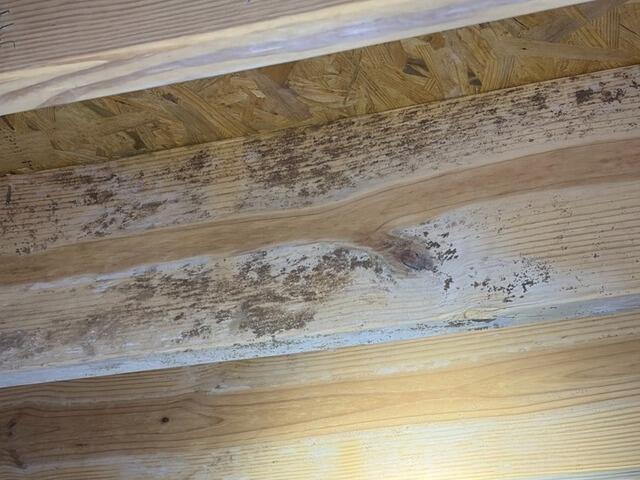 Mold on Wood Floor Joists