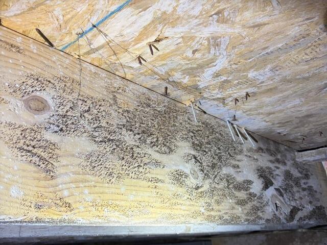 Mold Growth