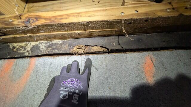 Rotted Wood