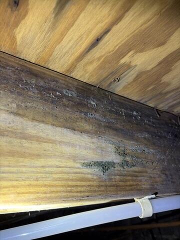 Mold Growth