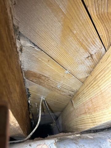 Mold Growth on Crawl Space Wood