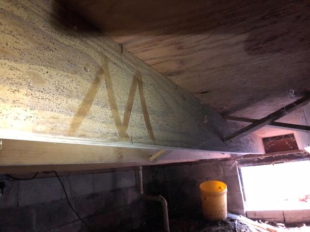 Visible Mold Growth in Crawl Space