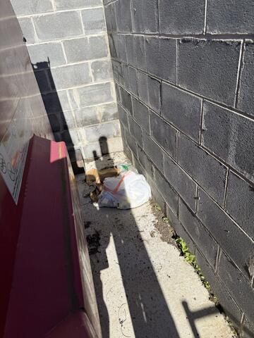 Trash Attracting the Rats