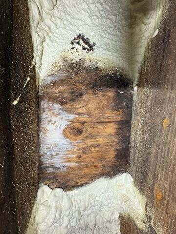 Mold in crawl space