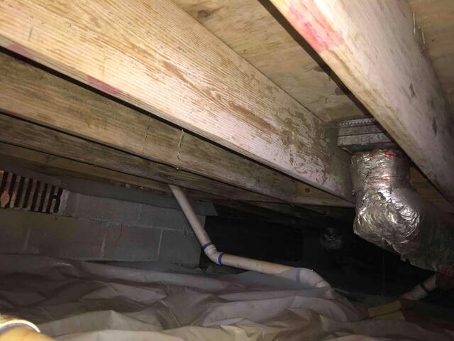 Mold in crawl space