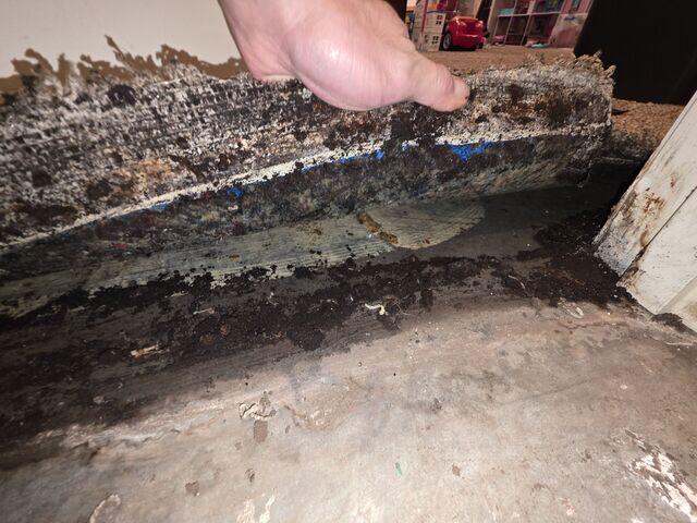 Moldy Basement Carpet