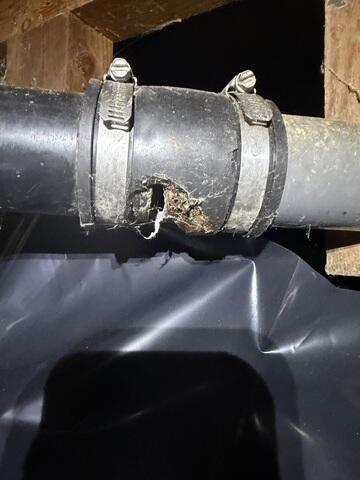 Rat Chewing on Pipes