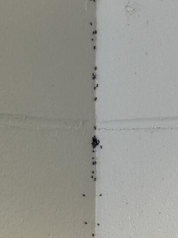 Going Up the Wall