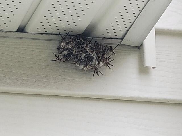 Paper Wasps