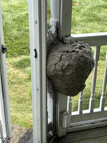 That's a Huge Nest