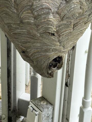 Knockdown Aerosol Treatment