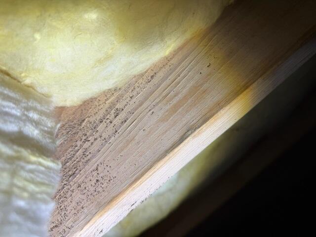 Mold Issues