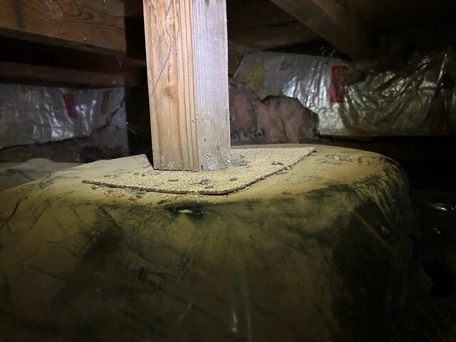 Rodent Droppings