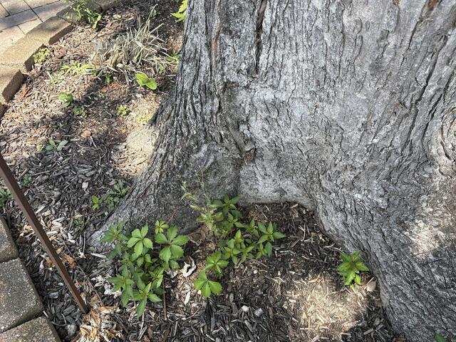 Sharing is Caring for the Carpenter Ants