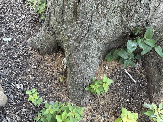 Lot of Frass Around the Tree