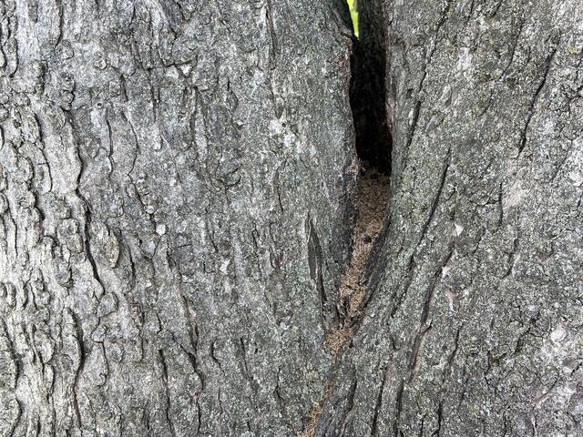 Carpenter Ants Inside