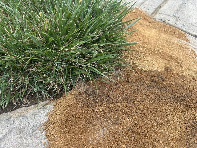 What Are These Pests?