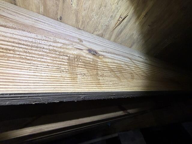 Mold on Floor Joists