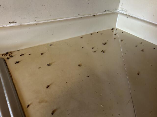 Getting Control Of the Cockroaches