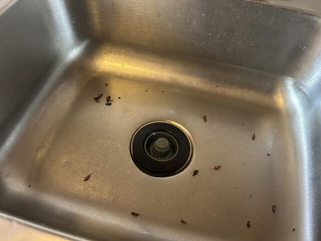Now for the Next Part of the Cockroach Treatment