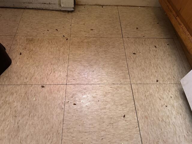 A Big Cockroach Infestation