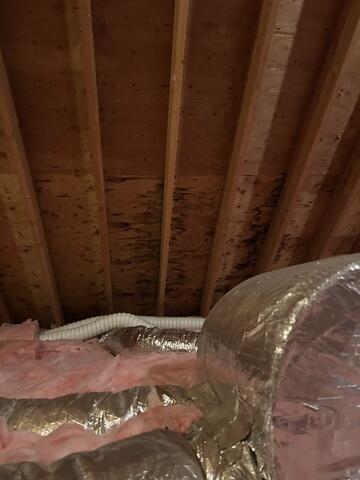 Attic Inspection