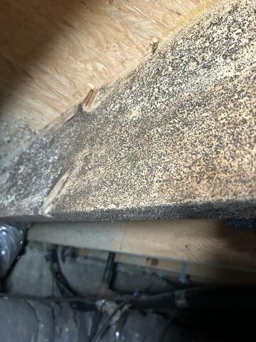Mold Growth