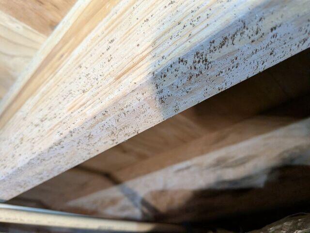 Mold Growth