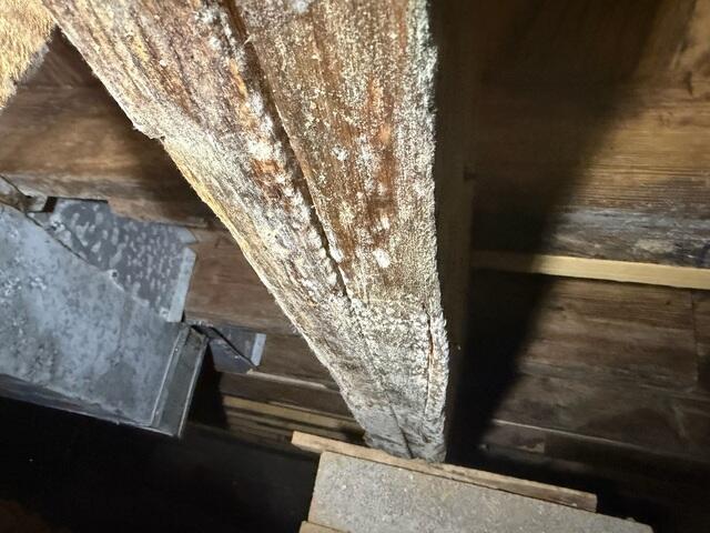 Mold Destroys Your Home
