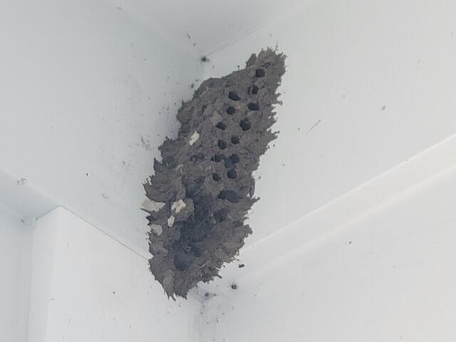 What Exactly Are Mud Daubers?