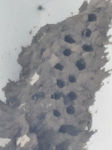 Eliminating the Mud Daubers