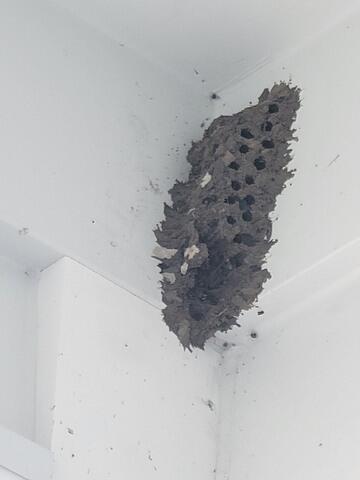 Dangers of Mud Daubers