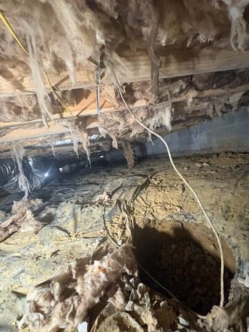 Mold in the Insulation