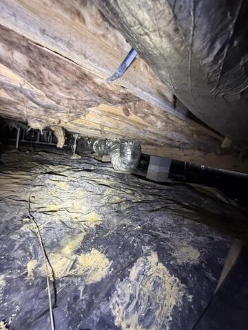 Mold and Wood
