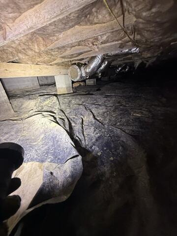 Mold Before Treatment