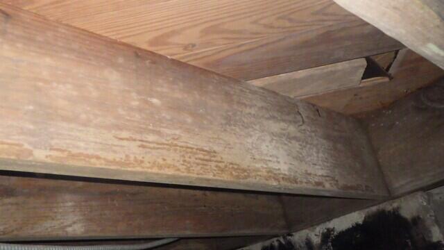 Mold Growth