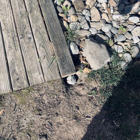 Rat Burrows Surrounding the Shed