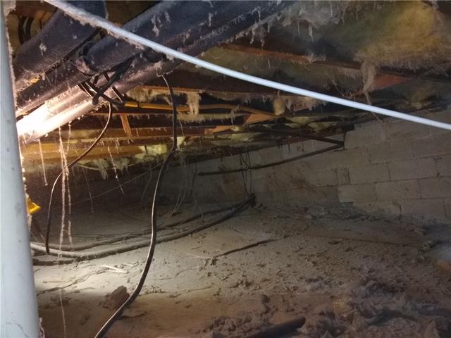 Ant Infested Crawl Space