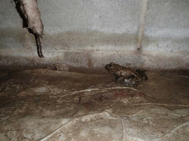 Frogs love the moist damp crawl spaces. 